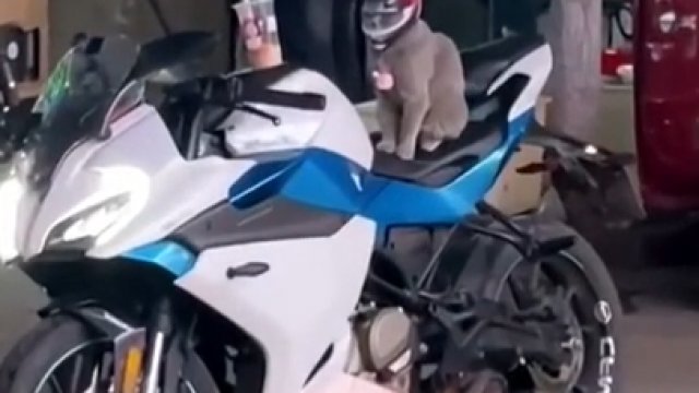 Słodki kotek w mini kasku czeka na właściciela na motorze