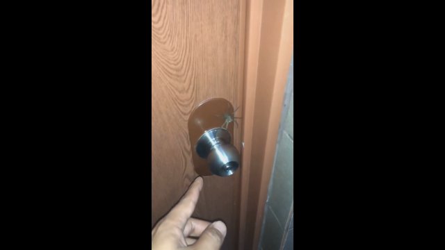 Pająk nie pozwala człowiekowi otworzyć drzwi