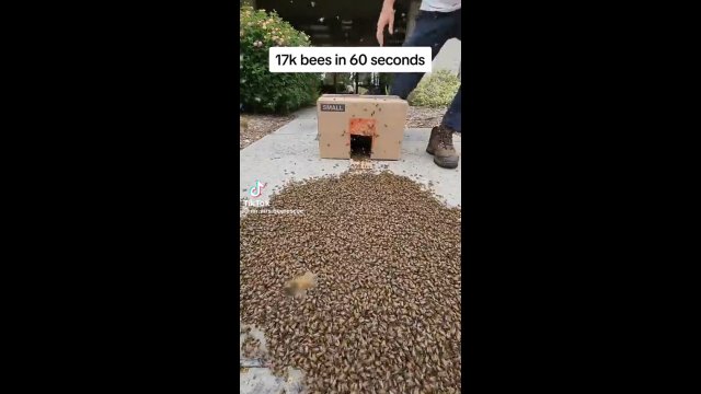 Potrzebował zaledwie 60 sekund, aby 17 tysięcy pszczół znalazło się w pudełku