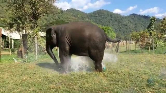 Słoń niszczy rurę od zraszaczu bo chce większej ilości wody by się umyć...