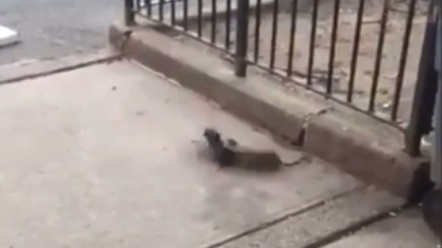 Szczur zaatakował ptaka na ulicy