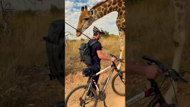 Rowerzysta spotyka ciekawska żyrafę.