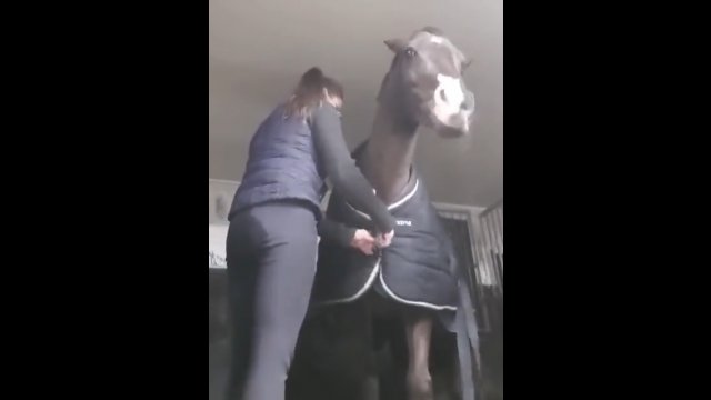 Koń nie mógł się oprzeć