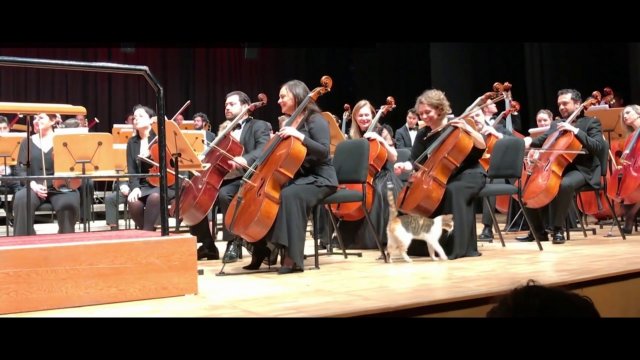 Kot w orkiestrze w Stambule