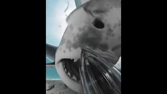 Rekin połknął kamerę sferyczną. Oto krótkie nagranie z jego wnętrza [WIDEO]