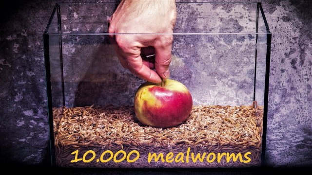 10.000 sztuk mącznika młynarka zjada jabłko w dwa dni