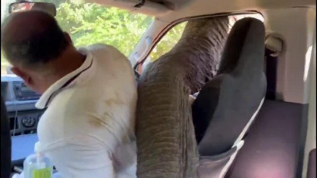 Kanapka i frytki uratowały turystów przed głodnym słoniem