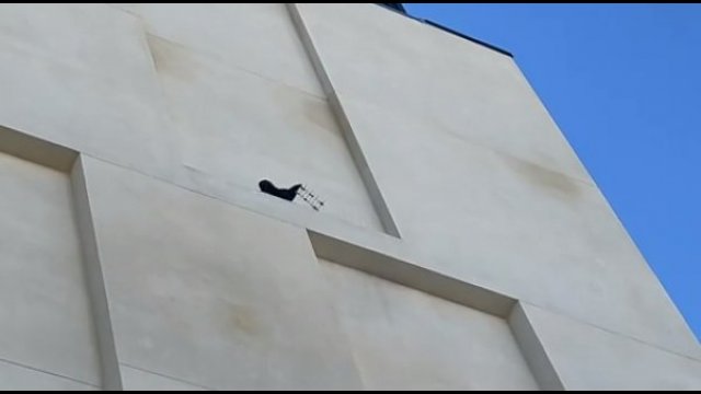 Udało się nagrać wronę, która usuwała z budynku kolce przeciw ptakom [WIDEO]