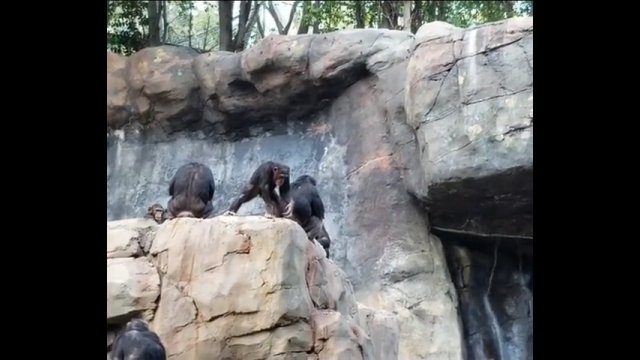 Szympansica postanowiła ukarać swoje niegrzeczne dziecko