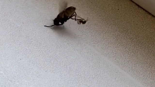 Pająk łapie pięć razy większą od siebie muchę