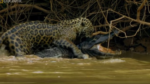 Mrożąca krew w żyłach walka jaguara z kajmanem. Kto przetrwa, a kto zostanie posiłkiem?