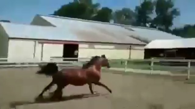 Koń w pięknym stylu ucieka z zagrody