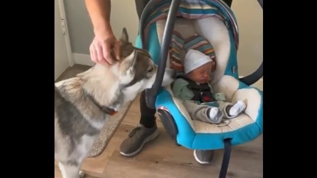 Husky i jego reakcja na pierwsze dziecko w rodzinie [WIDEO]