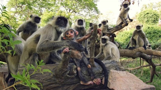 Małpy opłakują „śmierć” zrobotyzowanej małpy szpiegowskiej