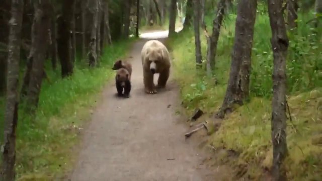 Niedźwiedzica grizzly z dziećmi spotykają turystę na szlaku w alasce