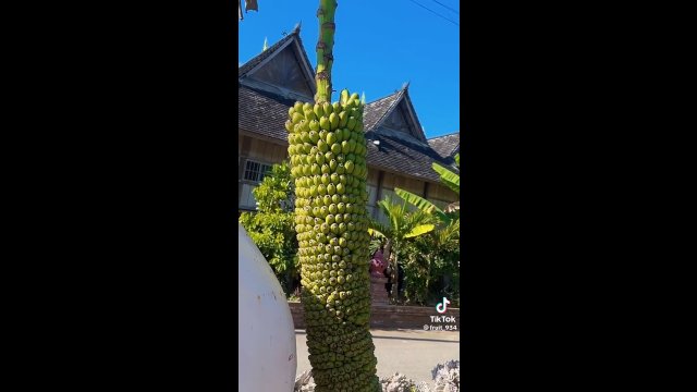 To niesamowite jak dużo bananów może wyrosnąć na jednej łodydze