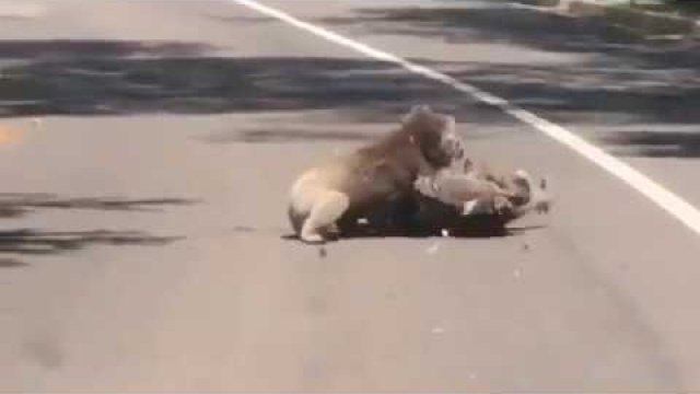 Koale walczą ze sobą na środku drogi