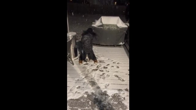 Pies odmawia wejścia do domu, gdy pada śnieg.
