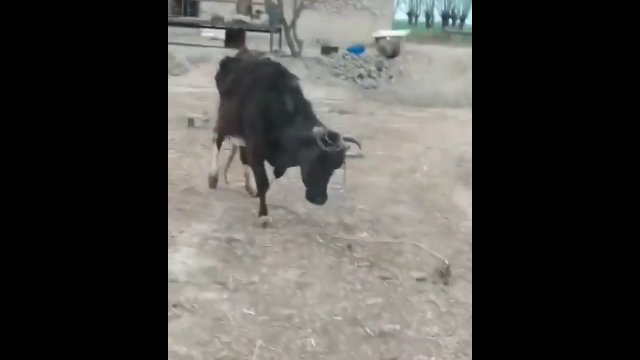 Sprytna krowa zapewniła sobie wolność