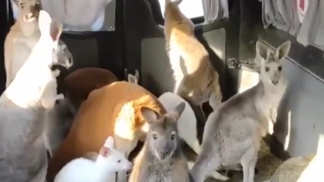 8 kangurów ewakuowanych z zoo w Charkowie