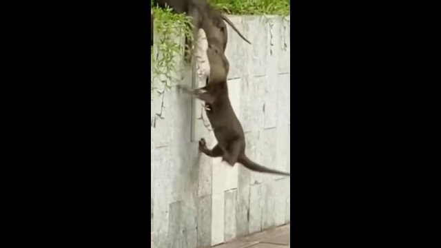 Wydry pomagają sobie nawzajem wspinać się po ścianie