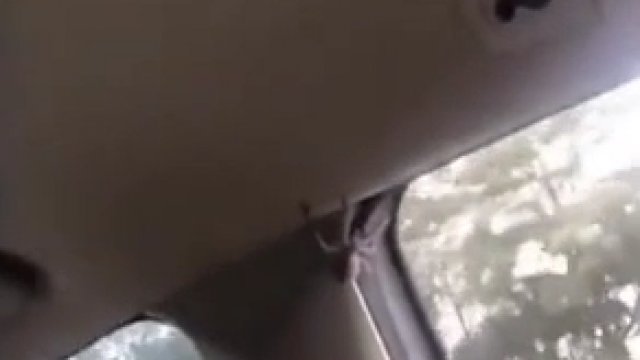 Dziewczyna zauważyła pająka podczas jazdy autem. Wtedy zaczęła się panika