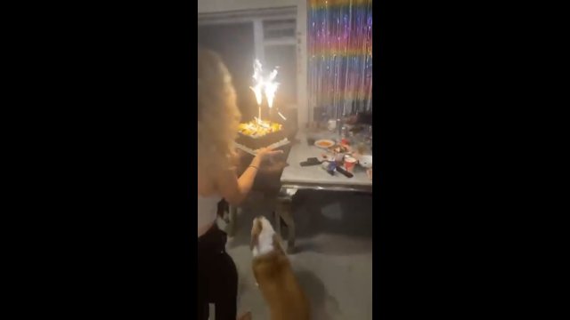 Piesek też chciał świętować urodziny właścicielki