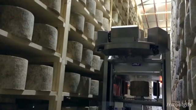Robot obraca 5000 sztuk starzejącego się sera Cheddar tygodniowo.