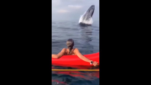 Dziewczyna była w szoku. Tuż obok niej z wody wyskoczył wieloryb