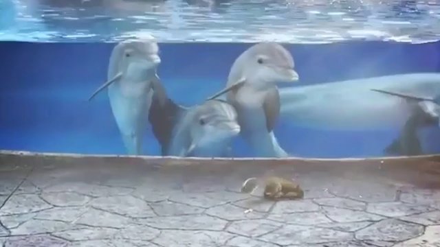 Delfiny zafascynowane wiewiórkami