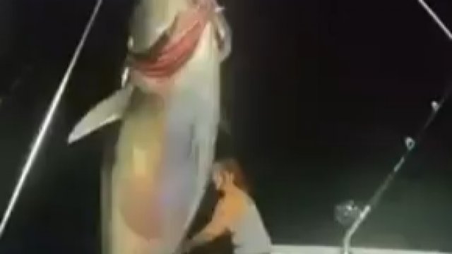 Złapanie 450kg tuńczyka błękitnopłetwego