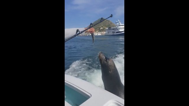 Głodny lew morski próbował wskoczyć na łódkę. Chciał tylko jednego
