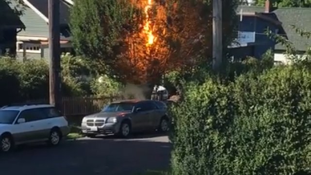 Ciekawy efekt spalającego się drzewa