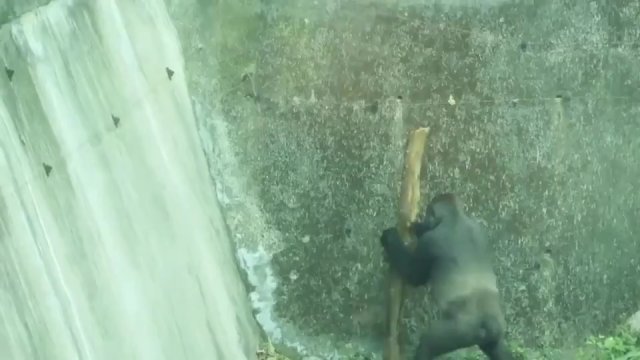 Samica goryla szukała sposobu na ucieczkę z zoo [WIDEO]