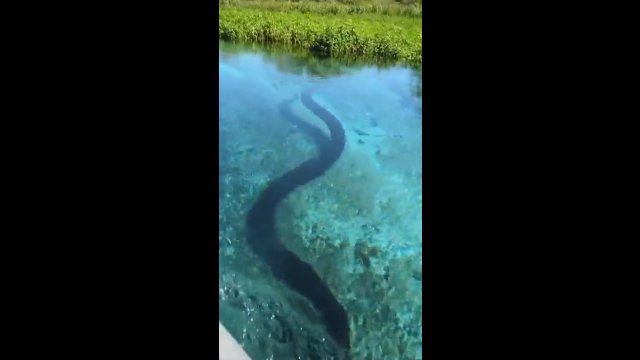 Ponad 6-metrowy wąż podpłynął pod łódkę z turystami [WIDEO]