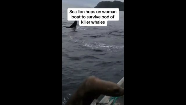 Zdesperowany lew morski szukał schronienia na łodzi przed głodnymi orkami