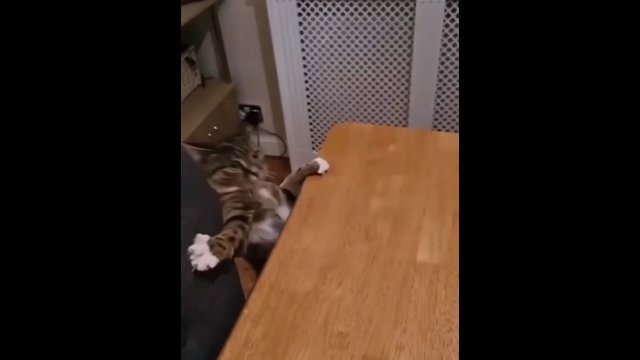 Kot rozciągał się na stole, ale zapomniał że może łatwo spaść