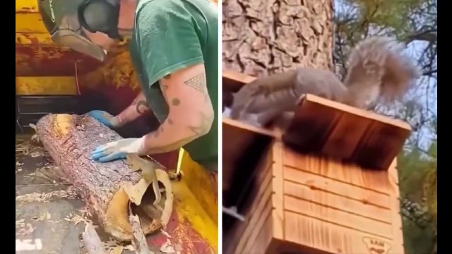 Zbudowali nowy dom dla małej wiewiórki, która straciła swoje gniazdo [WIDEO]