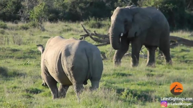Słoń pokazał nosorożcowi kto tutaj rządzi [WIDEO]