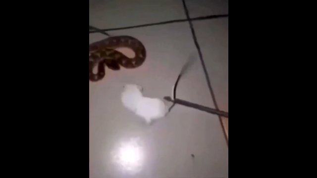 Próbował podsunąć wężowi żywą mysz, ale sytuacja się skomplikowała...