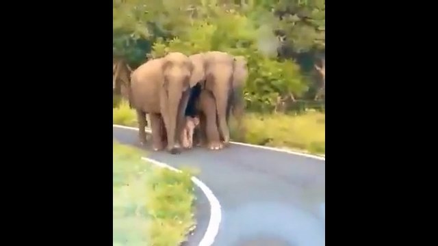 Bezpieczeństwo słoniątka jest najważniejsze