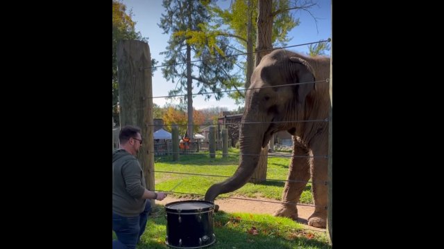 Facet postanowił podjeść z bębnem do słonia. Nie spodziewał się reakcji
