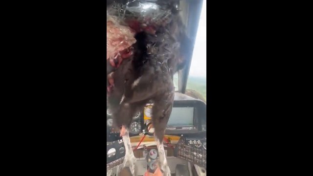 Ogromny ptak przebił szybę w samolocie. Pilot zachował zimną krew