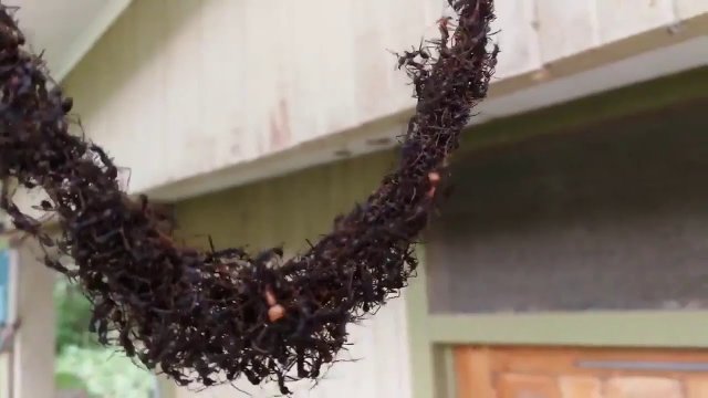 Niesamowita walka mrówek z gniazdem os! Natura potrafi zaskoczyć!