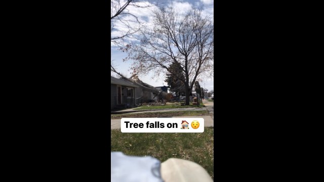 Facet próbował popchnąć spadające drzewo...