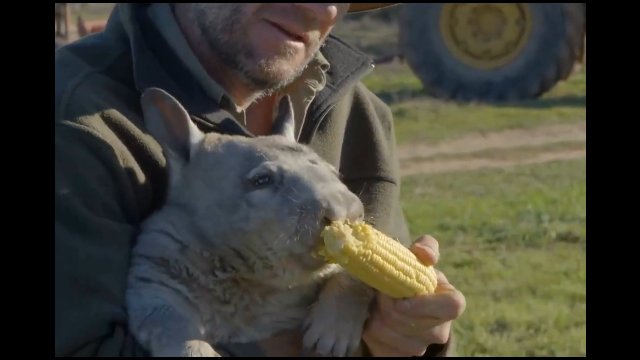 Wombat, czyli smakosz kukurydzy i nie tylko...
