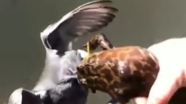 Żaba, która próbowała zjeść ptaka