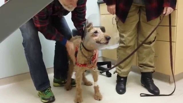 Ten pies odzyskał wzrok i po raz pierwszy od dawna zobaczył swoich właścicieli