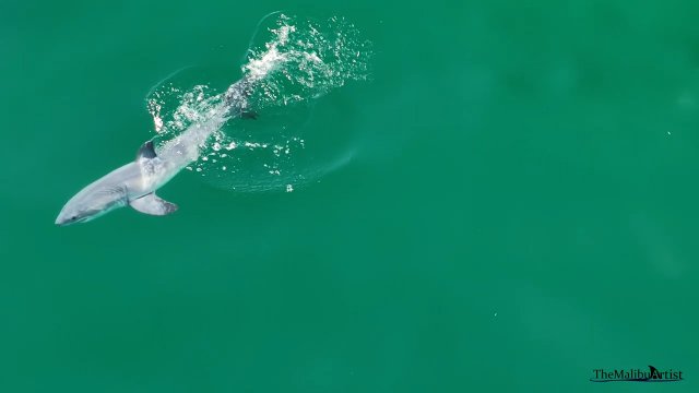 Pierwsze w historii nagranie, które przedstawia nowo narodzonego żarłacza białego [WIDEO]