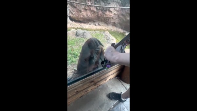 Zamiana ról! Orangutan przejmuje kontrolę nad człowiekiem [WIDEO]